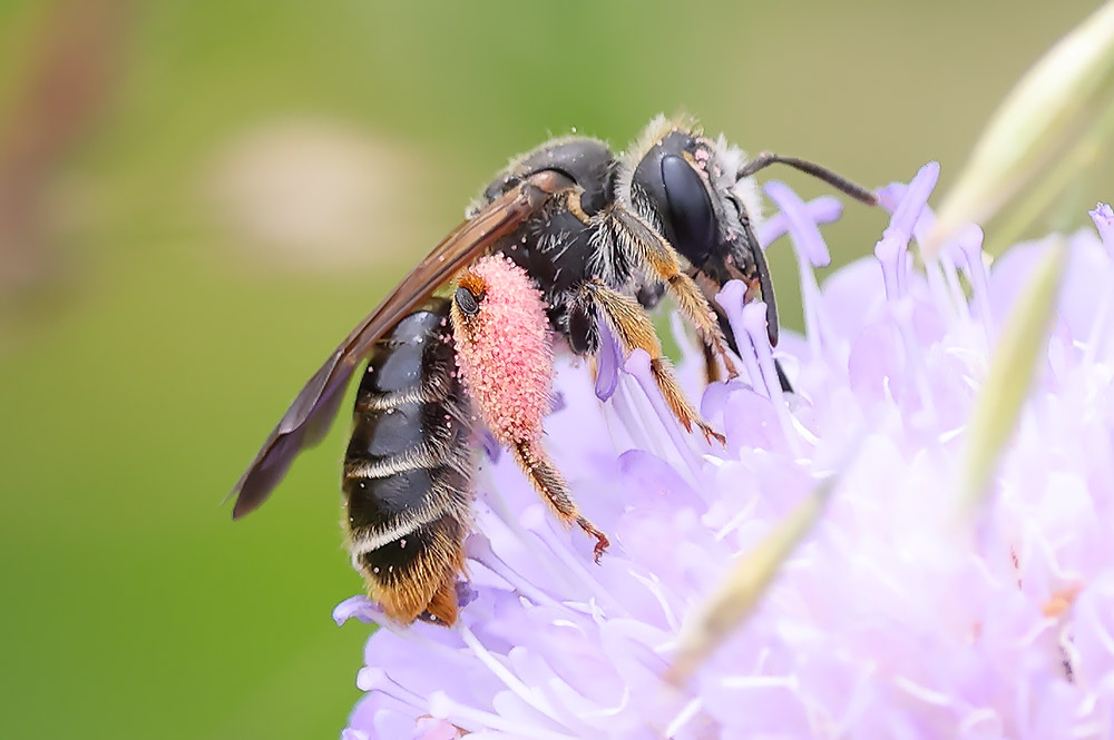 Large scabious mining bee